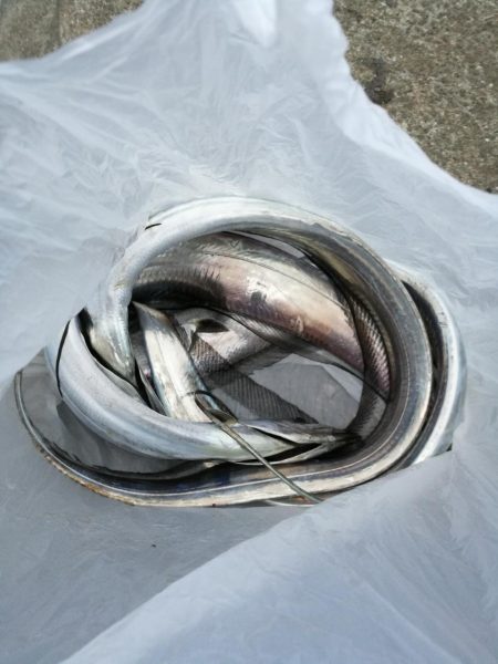 南港釣行 （11/23 南港タチウオ釣り …