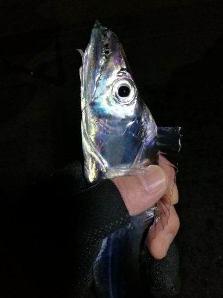 南港釣行 （11/26 南港タチウオ釣り …