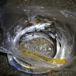 南港釣行 (11/27 南港タチウオ釣り 3本 釣果有り)