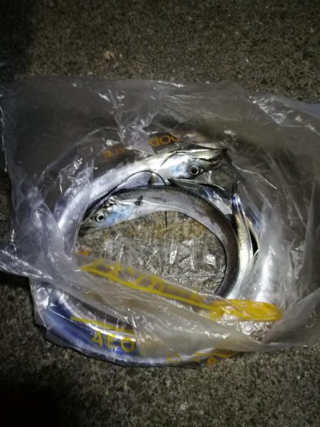 南港釣行 (11/27 南港タチウオ釣り 3本 釣果有り)