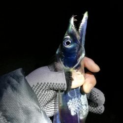 南港釣行 （11/29 南港タチウオ釣り 4本 釣果有り）