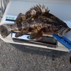 今年最後のアジング？