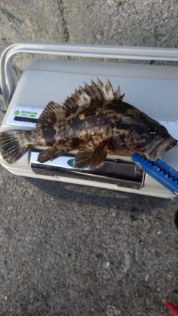 今年最後のアジング？