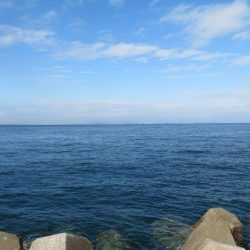 諦めた頃に青物が・・・