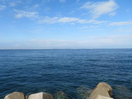 諦めた頃に青物が・・・