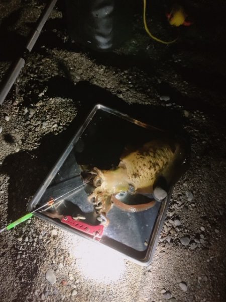 アオリイカ2019秋～②