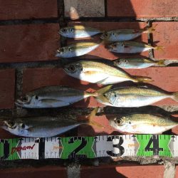 ハモ70㎝1匹、アジ10匹