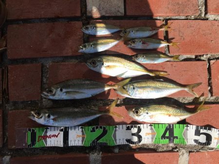 ハモ70㎝1匹、アジ10匹