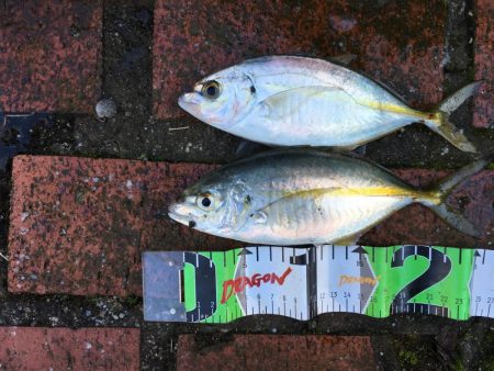 アイゴ2匹（最大42㎝）、メッキ2匹（25…