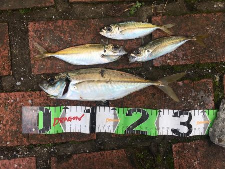 尺アジ、ヘダイ