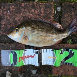 グレ27㎝、オキフエダイ25㎝、サンバソウ2匹