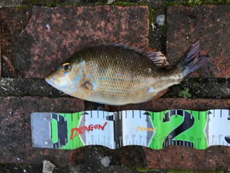 グレ27㎝、オキフエダイ25㎝、サンバソウ2匹