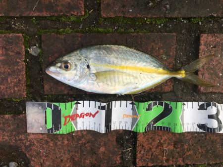 シマアジ31㎝、アイゴ28㎝