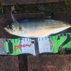 良型アジ28㎝、コアジ10匹