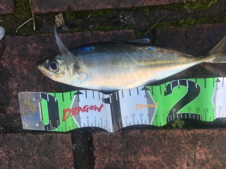 良型アジ28㎝、コアジ10匹