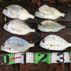 真鯛28㎝、ヘダイ23㎝×6匹ほか