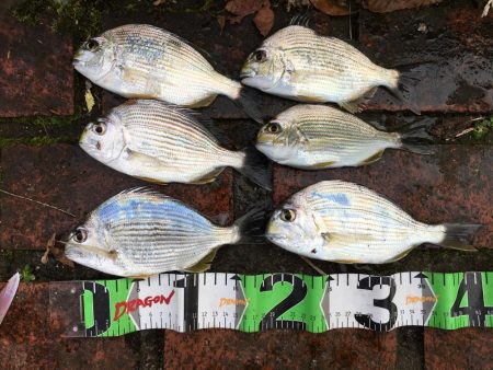 真鯛28㎝、ヘダイ23㎝×6匹ほか