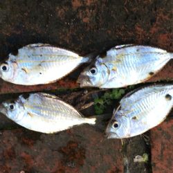 中型アジ2匹、コアジ22匹、ヘダイ、ヒイラギ4匹