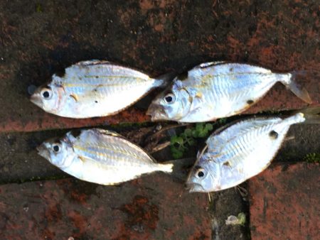 中型アジ2匹、コアジ22匹、ヘダイ、ヒイラギ4匹