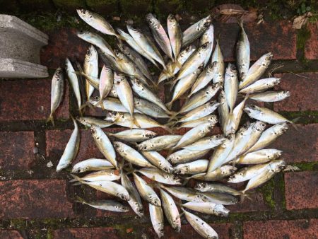 コアジ71匹、ヒイラギ30匹