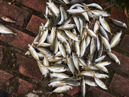 コアジ93匹、中アジ（25㎝）1匹、ガシラ…