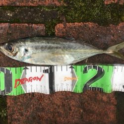 コアジ29匹、中型アジ（26㎝）1匹