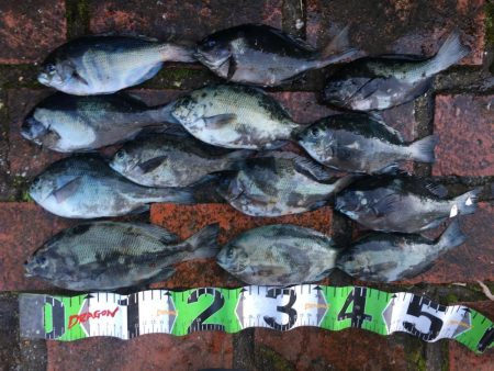 アイゴ3匹（最大40㎝）、ヘダイ2匹（最大…