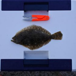 落ちギス釣り　例年に比べて不調