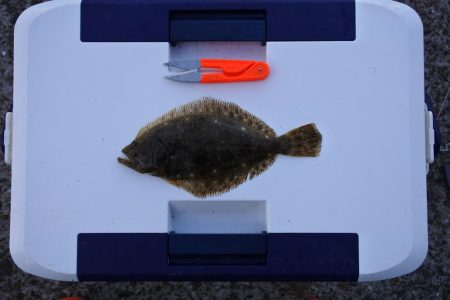 落ちギス釣り　例年に比べて不調