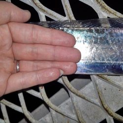 タチウオ釣行です