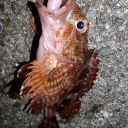 ロックフィッシュ