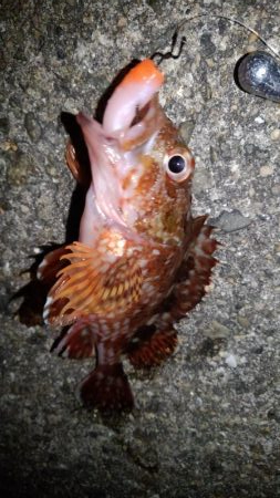 ロックフィッシュ