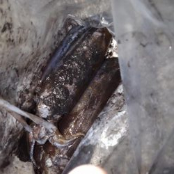 ロックフィッシュ