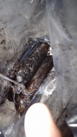 ロックフィッシュ