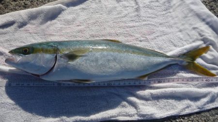 ジグでドラゴン!?