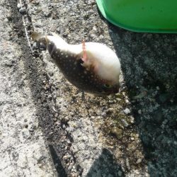 ボウズ逃れのサビキ