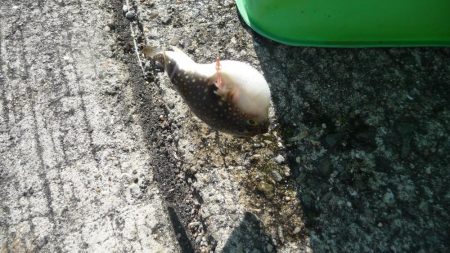 ボウズ逃れのサビキ