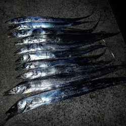 ドラゴンサイズ連日出てます！