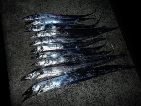 ドラゴンサイズ連日出てます！