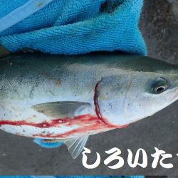 短時間で、良く釣れました。