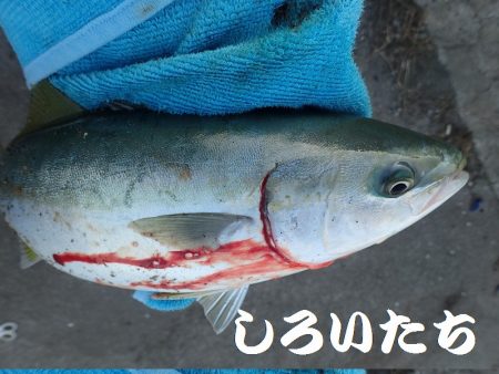 短時間で、良く釣れました。