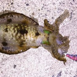 アジのちアオリ