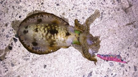 アジのちアオリ