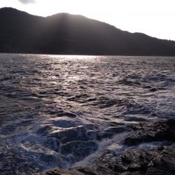 ブリと言っていいよね?