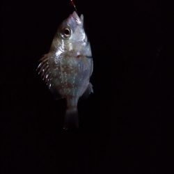 投げ釣りからのブラクリ