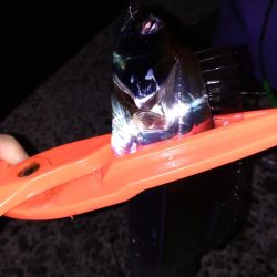 タチウオ入れ食い