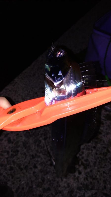 タチウオ入れ食い