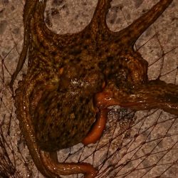 宇宙人シリーズ