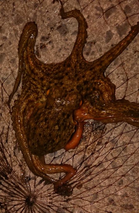 宇宙人シリーズ