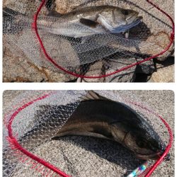 青色のハズが、いぶし銀!